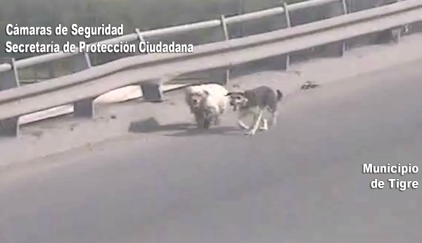 Las cámaras de seguridad del Centro de Operaciones Tigre (COT) divisaron a los caninos en una situación peligrosa. Efectivos los pusieron a salvo y trasladaron al área zoonosis del municipio.
Las cámaras de seguridad del Centro de Operaciones Tigre (COT) divisaron a los caninos en una situación peligrosa. Efectivos los pusieron a salvo y trasladaron al área zoonosis del municipio.