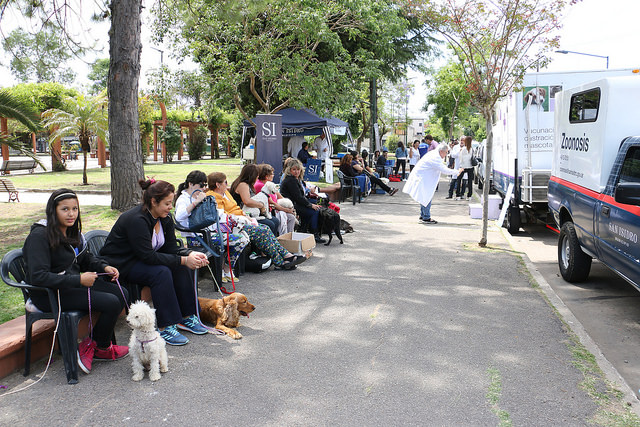 Cifra récord de castración de mascotas en San Isidro: más de 11 mil en un año