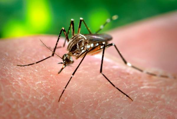 Consejos para prevenir el dengue.