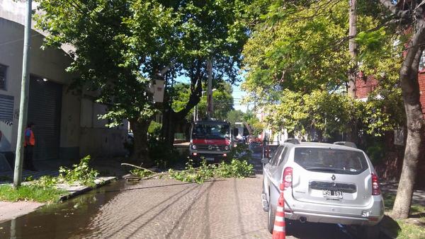 El municipio realizó trabajos de poda correctiva en Tigre centro