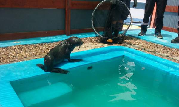 Rescatan a un lobo marino en la costa de Vicente López