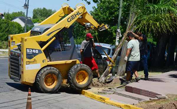 El Municipio ya plantó 5.500 palmeras pindó por todo San Fernando
