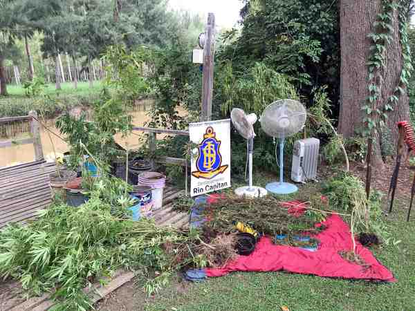 Desmantelan un vivero de marihuana y secuestramos casi 200 plantas de cannabis tras un operativo en el Delta