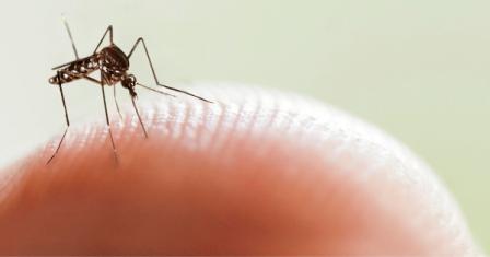 Brasil supera el millón de contagios de dengue