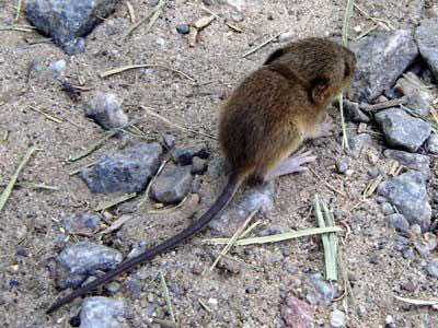 Recomendaciones ante el brote de hantavirus en la región patagónica. Recomendaciones ante el brote de hantavirus en la región patagónica.