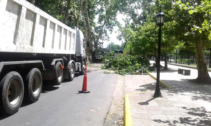 Nuevos trabajos de poda correctiva en Tigre centro.