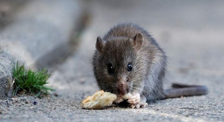 San Isidro brinda recomendaciones sobre el hantavirus.