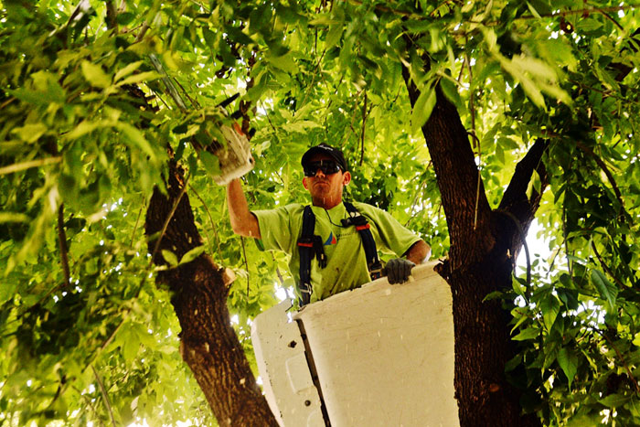 San Fernando realiza trabajos de despeje de luminarias y cámaras de seguridad. San Fernando realiza trabajos de despeje de luminarias y cámaras de seguridad.
