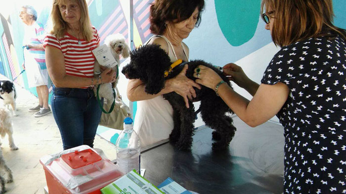 Vacunación antirrábica y desparasitación en Munro.
