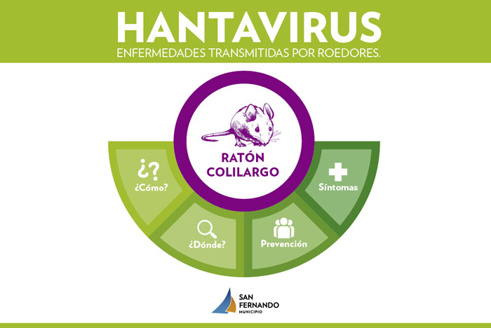 San Fernando previene y brinda recomendaciones para evitar la aparición de roedores.