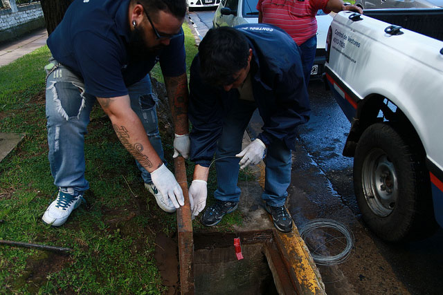 San Isidro intensifica operativos de desratización para prevenir el hantavirus.