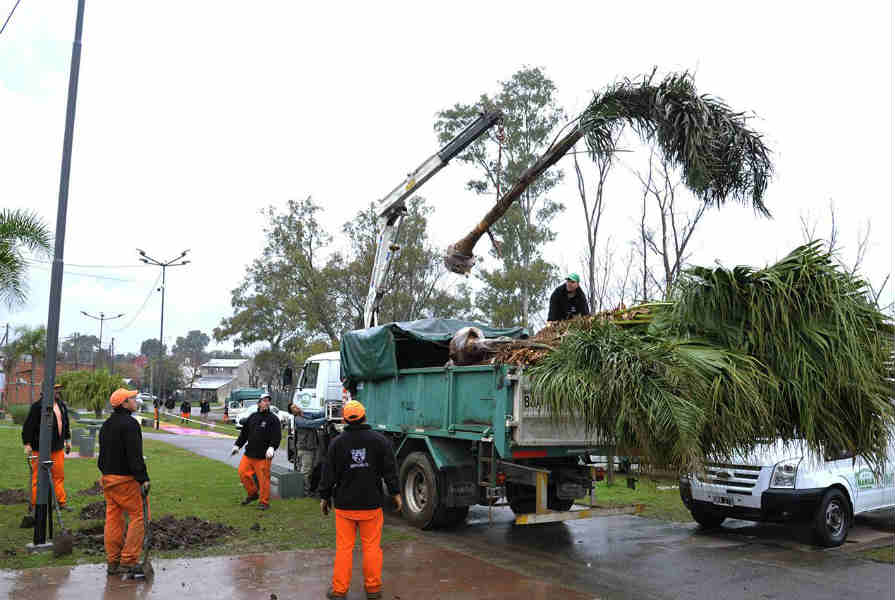 El Municipio de Tigre lleva más de 1.300 árboles plantados