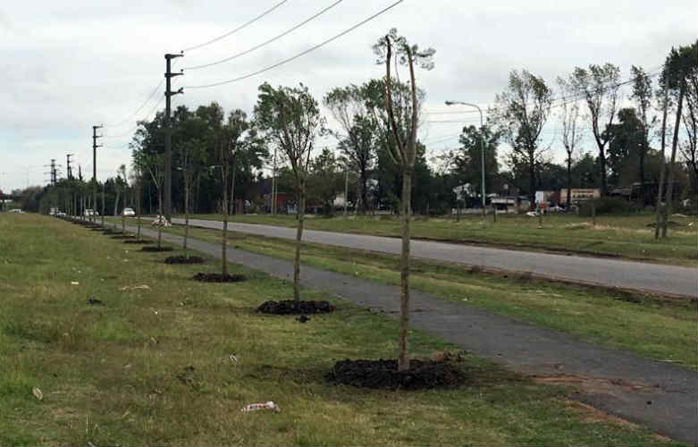El Municipio de Tigre lleva más de 1.300 árboles plantados