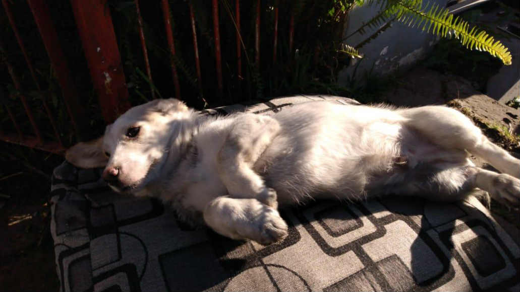 Bomberos salvaron a un perro de un incendio tras practicarle RCP