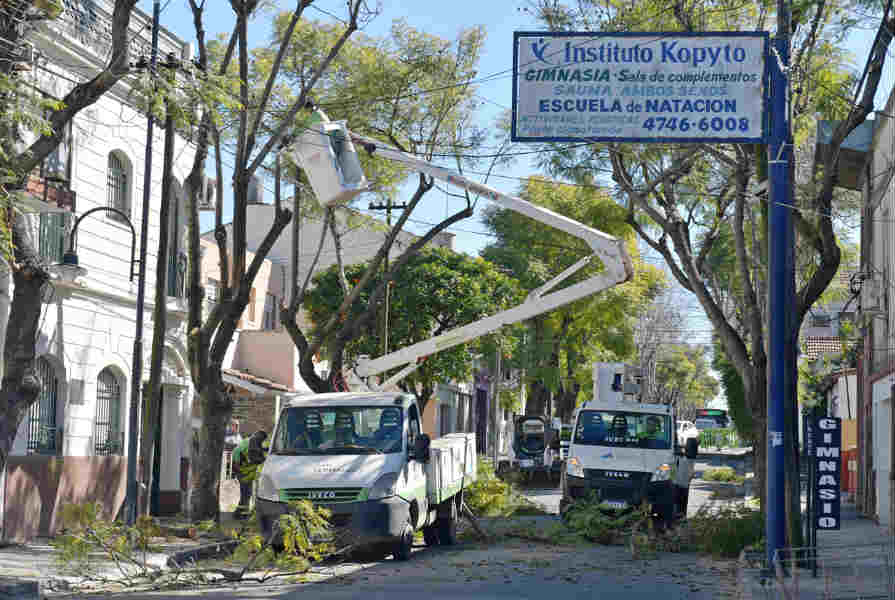 San Fernando realiza un cuidado especial de los jacarandás antiguos de la ciudad