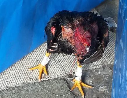 Desbaratan banda dedicada a organizar riñas de gallos en La Matanza