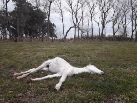 Maltrato animal en Ezeiza: rescataron 420 caballos de un campo, la mayor parte de ellos con signos de desnutrición