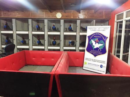 Operativo policial en el predio donde se filmó “Un gallo para Esculapio”: Se rescataron 378 aves