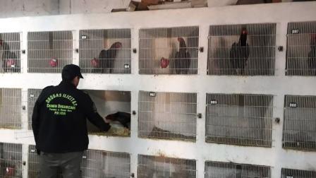 Operativo policial en el predio donde se filmó “Un gallo para Esculapio”: Se rescataron 378 aves