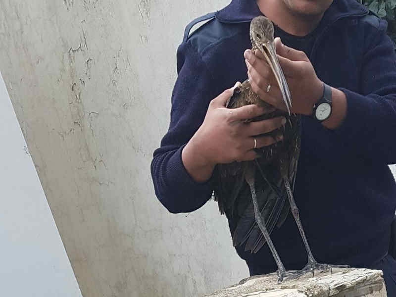 El Municipio de San Fernando rescató un caráu aparecido en plena localidad de Victoria