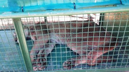 Atraparon al puma que apareció en Ostende