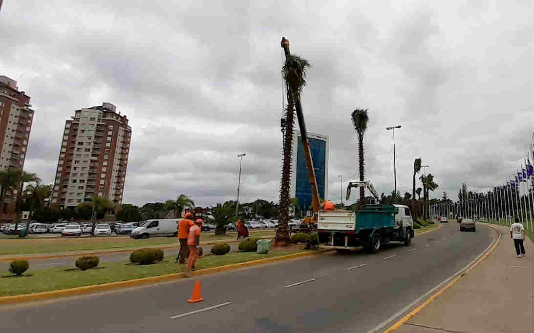 Tigre incorporó nueva forestación en la Avenida Ubieto