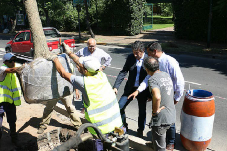 San Isidro plantó más de 5000 árboles en todo el distrito durante 2019