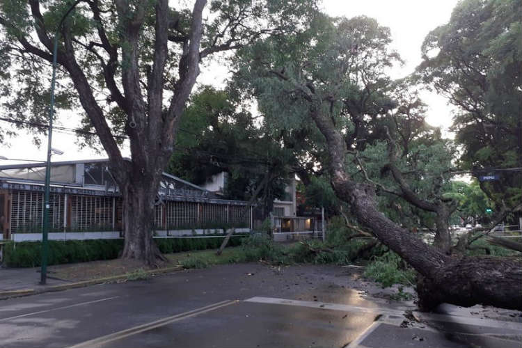 San Isidro: reabren el tránsito en av. Del libertador tras la caída de un árbol de 30 metros