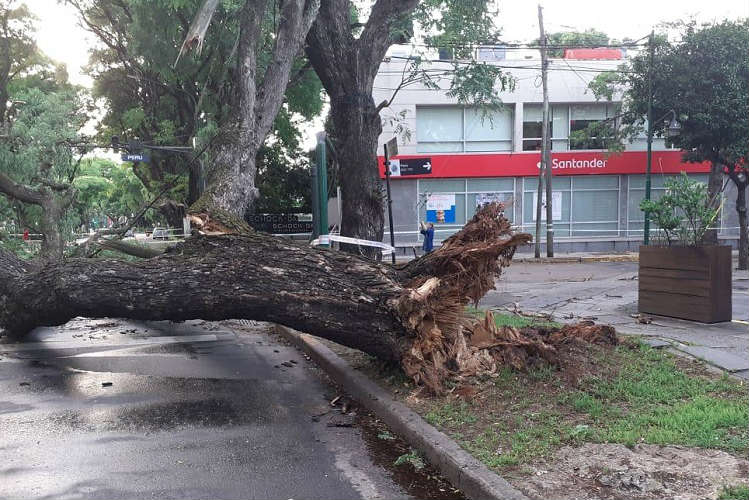 San Isidro: reabren el tránsito en av. Del libertador tras la caída de un árbol de 30 metros