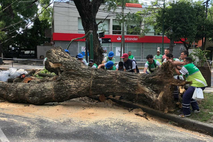 San Isidro: reabren el tránsito en av. Del libertador tras la caída de un árbol de 30 metros