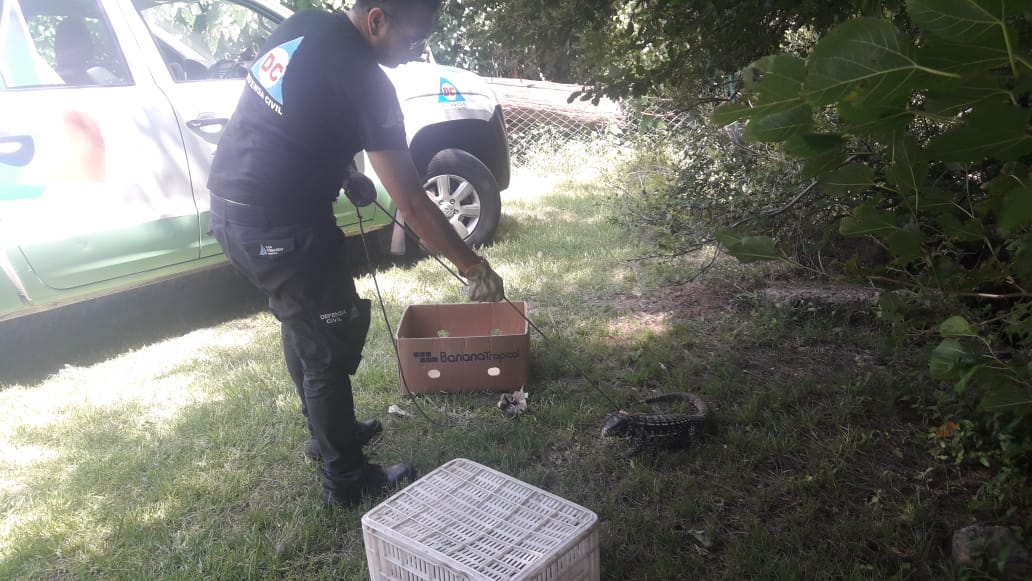 Defensa Civil de San Fernando capturó un lagarto overo y lo devolvió a su hábitat natural
