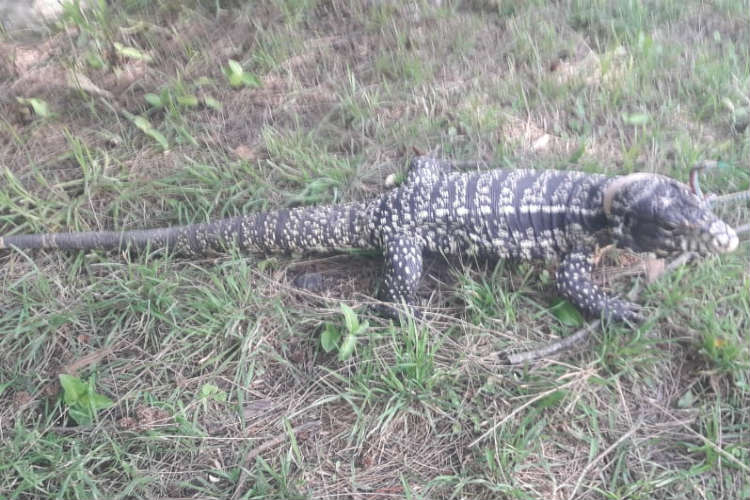 Defensa Civil de San Fernando capturó un lagarto overo y lo devolvió a su hábitat natural