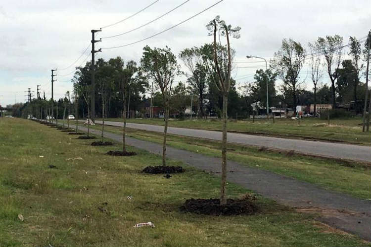 En Tigre se plantaron más de 1500 árboles para un Ambiente más sustentable.