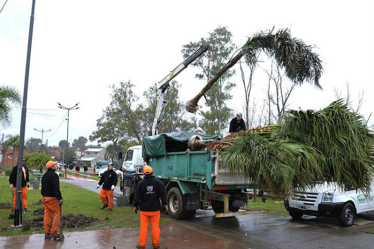 En Tigre se plantaron más de 1500 árboles para un Ambiente más sustentable.