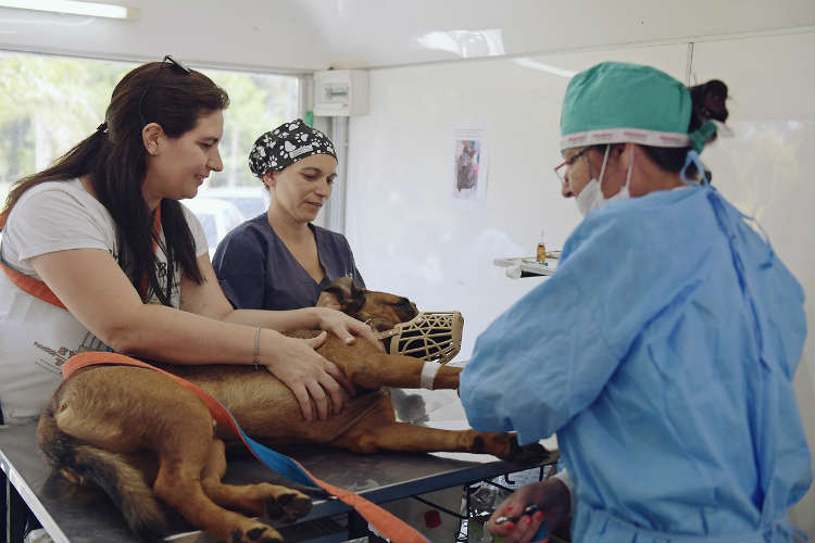 Zoonosis de San Fernando ya lleva castrado y vacunado más de 40 mil animales.