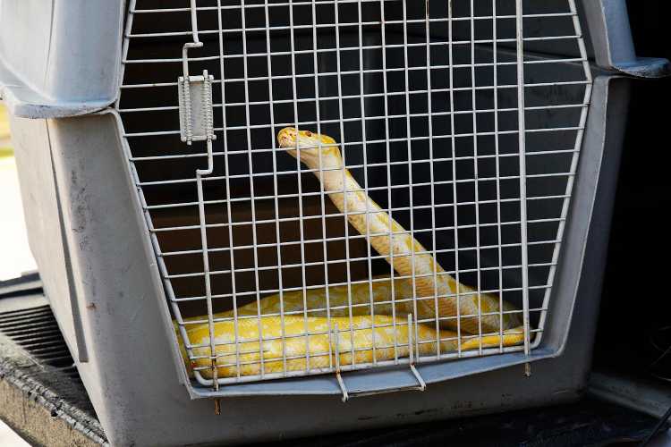 Rescatan una serpiente pitón en Tigre centro