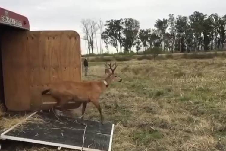 Se liberó un ciervo de los pantanos rescatado en el Delta de San Fernando