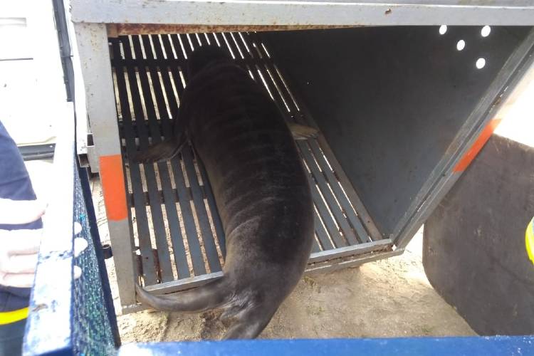 Trasladaron a la Costa Atlántica a un elefante marino rescatado en el Delta de Tigre Trasladaron a la Costa Atlántica a un elefante marino rescatado en el Delta de Tigre