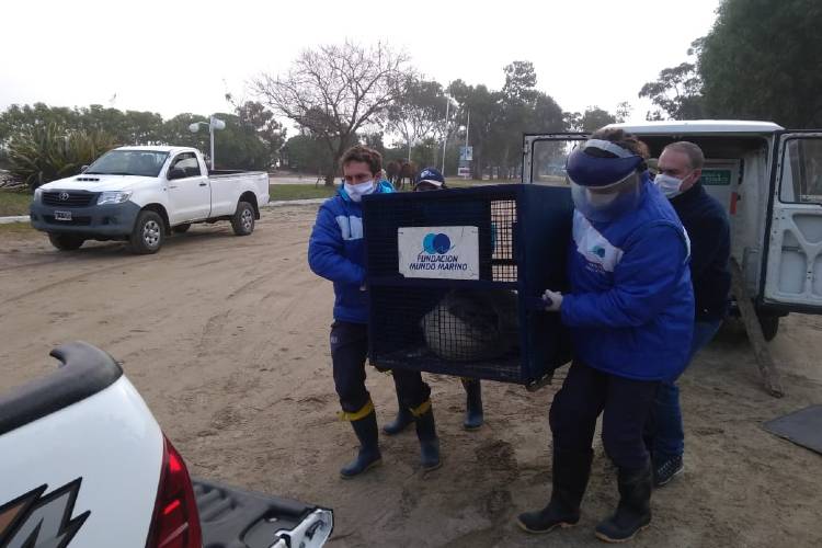 Trasladaron a la Costa Atlántica a un elefante marino rescatado en el Delta de Tigre Trasladaron a la Costa Atlántica a un elefante marino rescatado en el Delta de Tigre