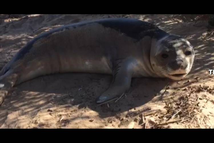 Video: Así rescataron a un elefante marino en el Delta de Tigre
