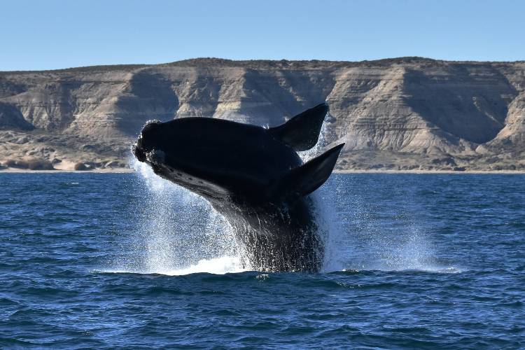 Menos ballenas en el Mar Argentino: Greenpeace revela las causas y responsables