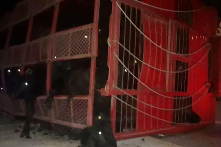 Un Camión con ganado volcó en el Acceso Tigre de la Panamericana Un Camión con ganado volcó en el Acceso Tigre de la Panamericana