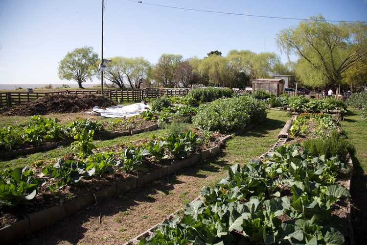 Restaurante de San Isidro compra la producción de jóvenes con discapacidad de la huerta municipal