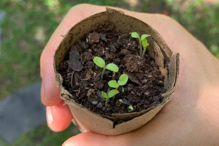 San Isidro lanza un curso online para aprender a hacer una huerta en casa