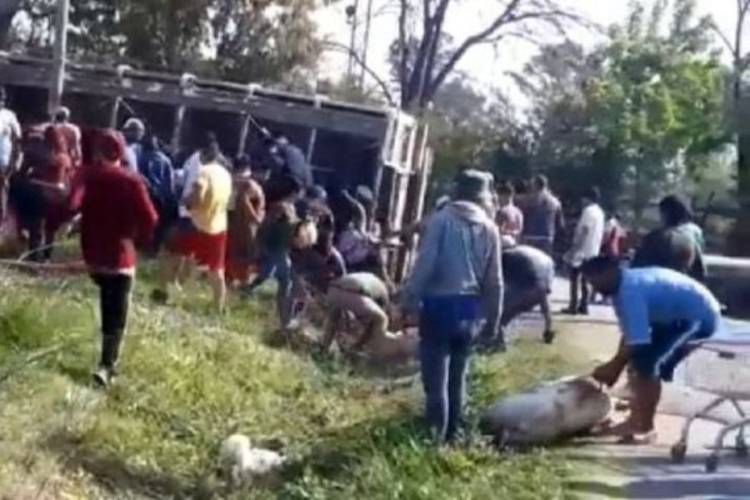 Volcó un camión con cerdos en Pilar y los vecinos se los llevaron Volcó un camión con cerdos en Pilar y los vecinos se los llevaron