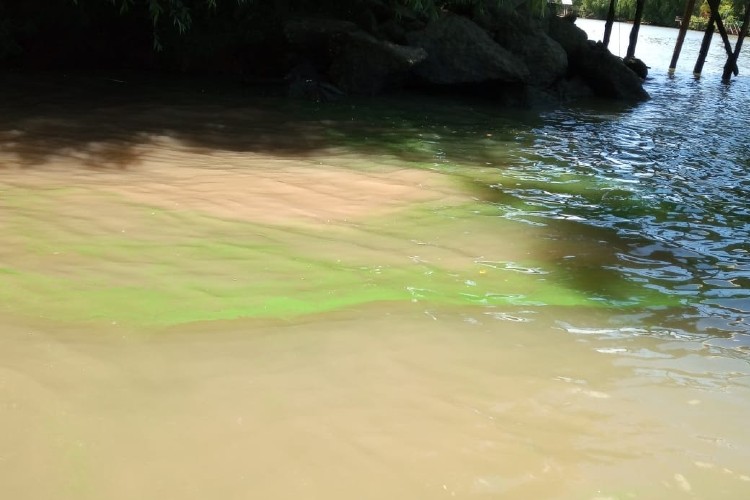 En Tigre crean un cianiosemáforo para detectar los niveles de toxicidad en el color verdoso del río