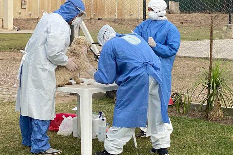 Afirman que los animales pueden adquirir el coronavirus pero no lo transmiten a humanos