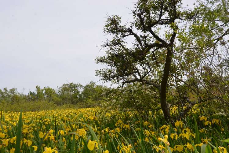 San Isidro suma nuevas áreas naturales protegidas. San Isidro suma nuevas áreas naturales protegidas.
