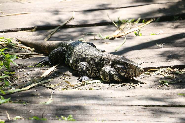 San Isidro suma nuevas áreas naturales protegidas. San Isidro suma nuevas áreas naturales protegidas.