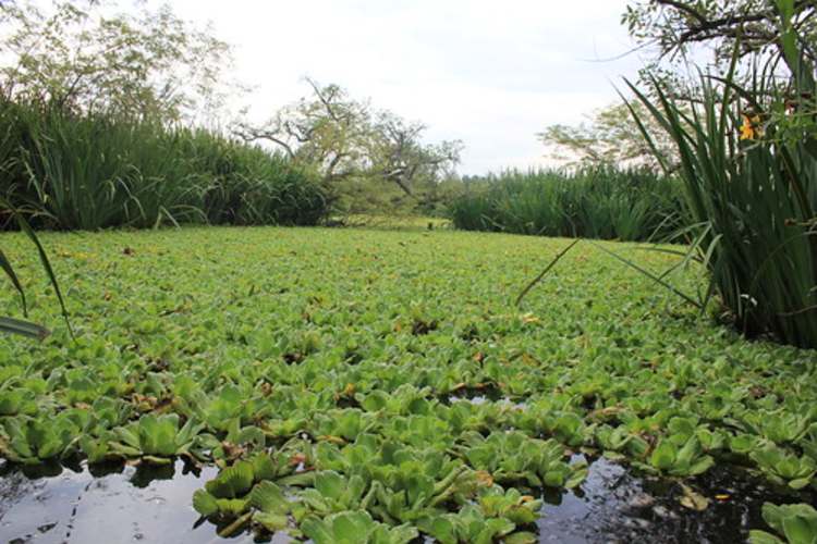 En el día de los humedales, San Isidro ratificó su compromiso con el ambiente. En el día de los humedales, San Isidro ratificó su compromiso con el ambiente.